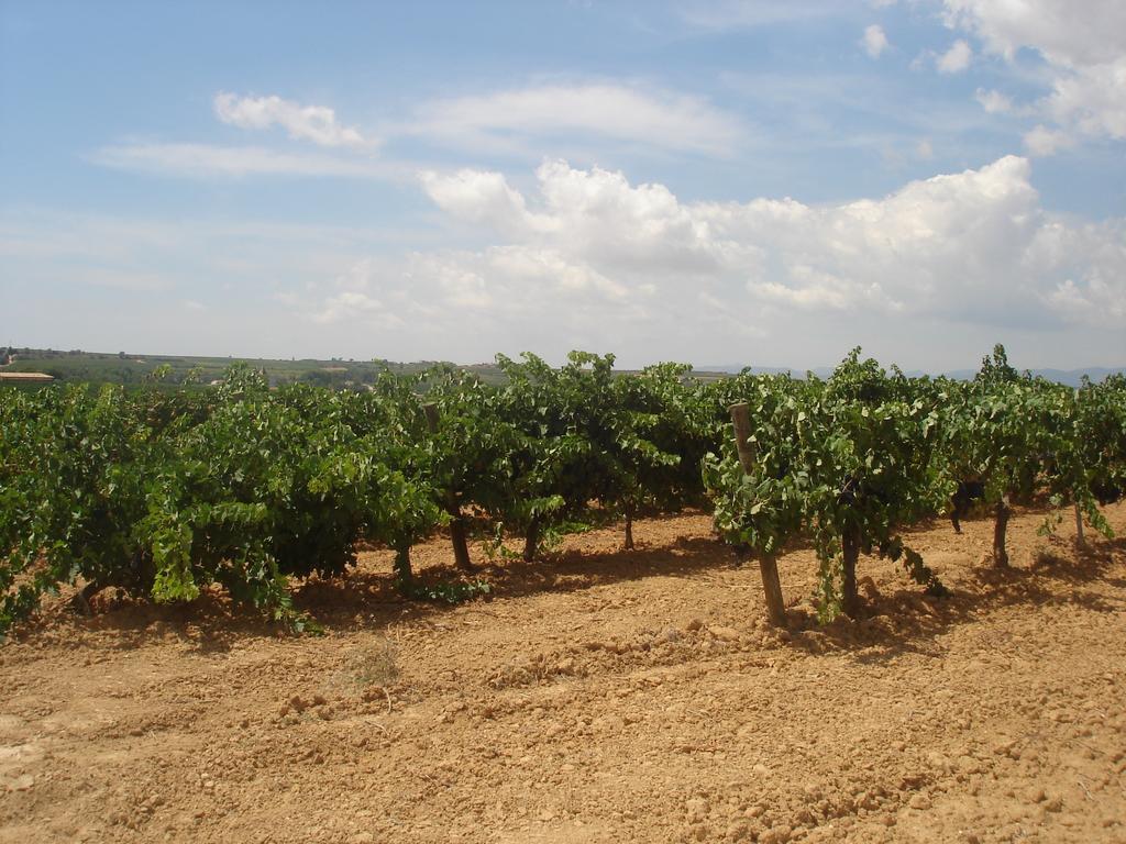 Agroturisme Cal Jeroni Avinyonet del Penedes Exteriér fotografie